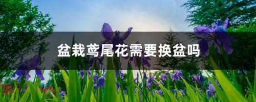 盆栽鸢尾花需要换盆吗，怎么换盆