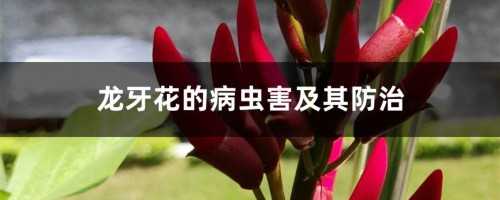 龙牙花的病虫害及其防治