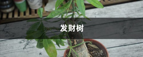 绿萝发财树……还不赶紧换盆？要不然就挺不过秋天啦！